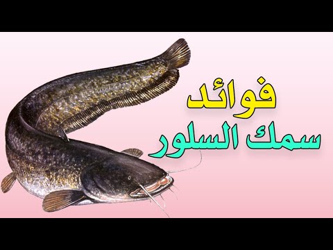 ما هي فوائد سمك السلور