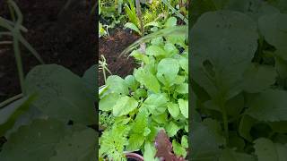 Companion Planting #plantingseeds #companionplanting #asmrwater #asmrwatersounds #containergardening