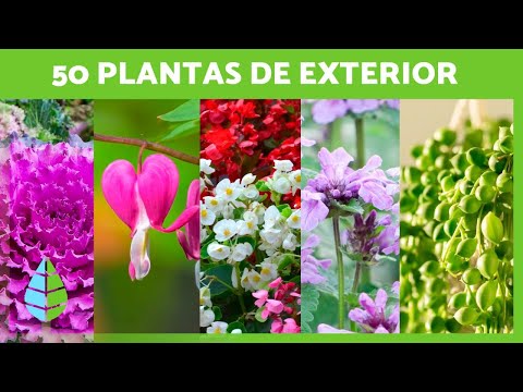 10 plantas colgantes exteriores resistentes que transformarán tu jardín