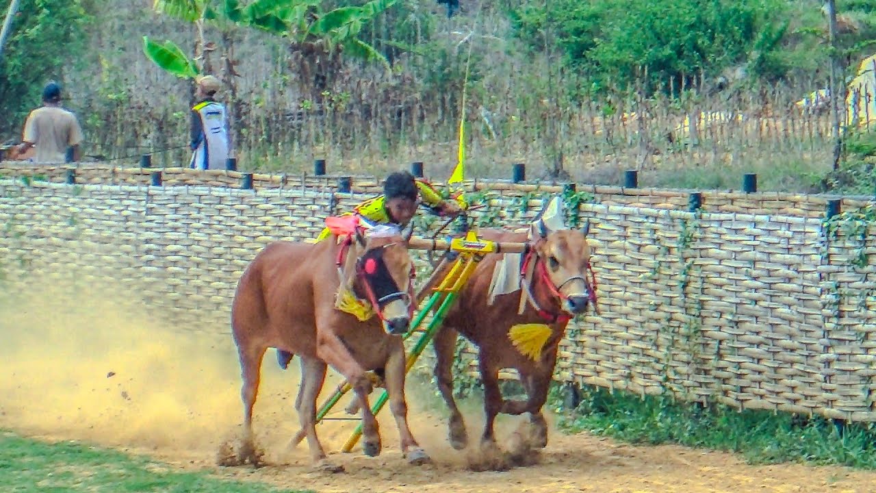 Latihan Karapan Sapi Semadura Di Lapangan Asemanis Pamekasan Persiapan HUT Tim Lanyala 99.