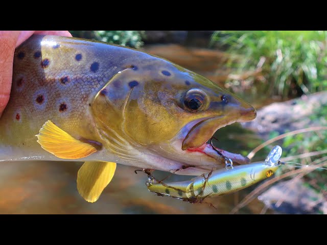 Brown trout fishing with a 75mm jointed minnow 