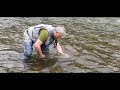 Momento la liberacin del salmn de 6 kg pesca a mosca tradicional en un rio de asturias espaa