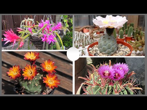 19 Tipos de Cactus con flores que te dejarán boquiabierto !