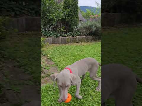 Bianca #dog #weimaraner