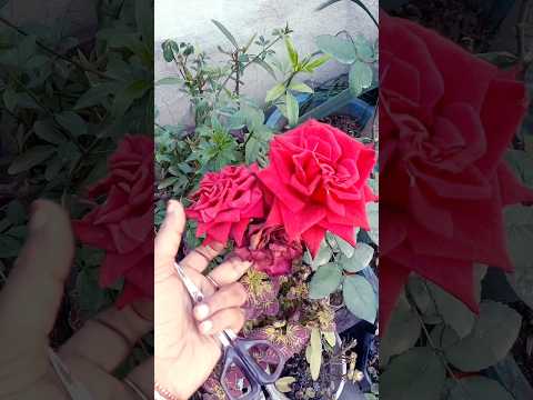 What S Dead Heading Big Rose Virelvideo