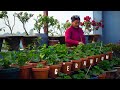 Geranium flower plant care and geranium cutting tips in nepali i pabitra garden