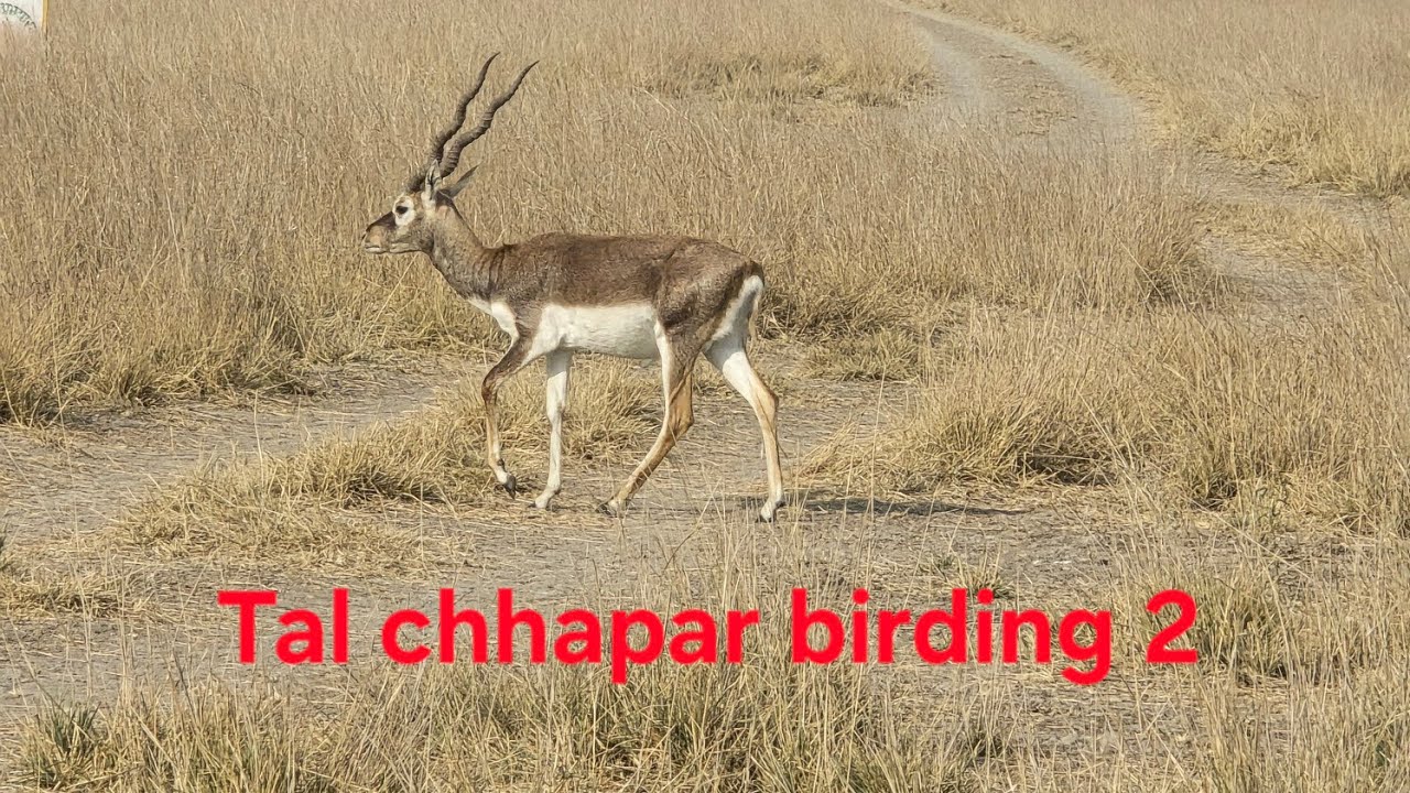 Tal chhapar birding Part 2 #birds #wildlife #travel 