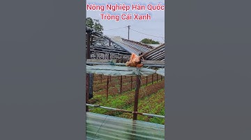 Nông Nghiệp Hàn Quốc Trồng Cải Xanh Trong Nhà Kính |cuộc sống hàn quốc|