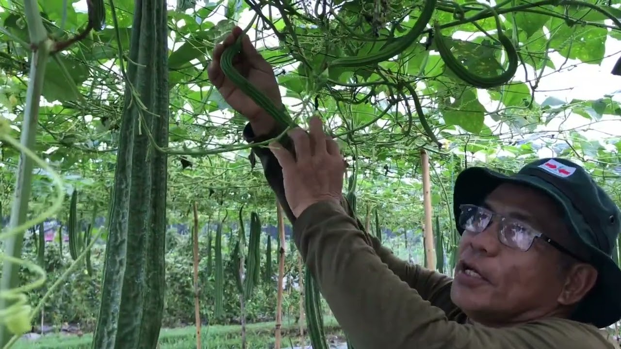 MARAMI AT MAY KALIDAD NA BUNGA. PAANO?