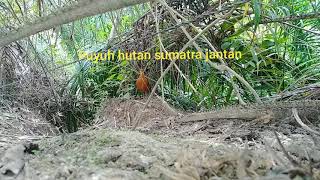 Download Lagu Suara puyuh gonggong sumatera#shorts MP3 Download Lagu Suara puyuh gonggong sumatera#shorts MP3