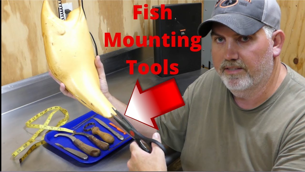 how to mount a largemouth bass series EP1 fish mounting tools - YouTube
