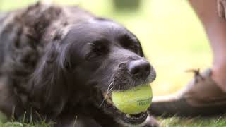 ROUGH Draft of Chiquita's Friends Video Ad (VIDEO #3)