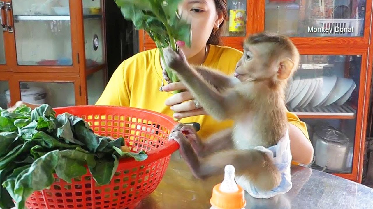 Cute And Lovely Monkey Donal Carry Vegetable For Mom Cook