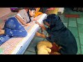Rottweiler showing his power||funny dog videos||trained dog.
