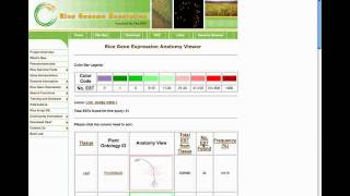 Rice Genome Annotation Project Website: Expression Tools Tutorial (Part 1/2) Wealth