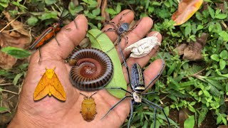 beautiful moth insects‼️catch orb spider, shield bug, longhorn beetle, millipede then release them