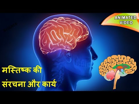 मस्तिष्क की संरचना और कार्य \ Structure and function of brain in Hindi \ Science- Open Mind