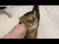 雄叫びを上げてから顔面からスリスリ突進してくる猫ww
