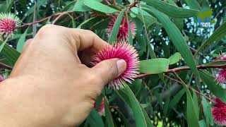 VLOG 3 || PINCUSHION HAKEA #vlog #nature