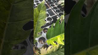 Philodendron caramel var ❤️❤️❤️ ib e nhé #kiengla #plants #philodendron #philodendroncaramel