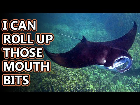 Manta Ray facts: possibly dragons?? | Animal Fact Files