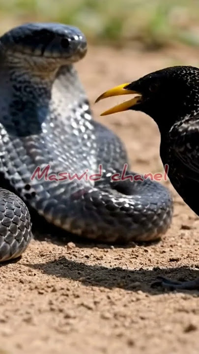 Hebat ⁉️⁉️burung jalak menolong anaknya dari gigitan cobra #snake #woodpecker #cobra #wildlife