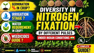 Nitrogen Fixation in Pulses (India) | Germination🌱, Irrigation, Water &amp; Weedicides | Full Guide