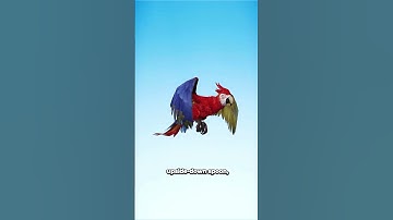 Hoe vogels vliegen 😳