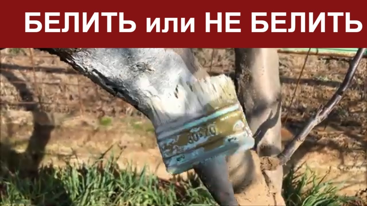 БЕЛИТЬ деревья или НЕ БЕЛИТЬ ДЕРЕВЬЯ в феврале / ЗАЧЕМ БЕЛИТЬ деревья ...