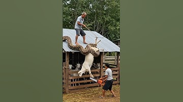 Viral! Farmers Risk Their Lives to Save Goat From Python 🚨 #animals #rescue #snake #snakeattack