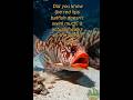 “This Fish🐟Walks Instead of Swimming! 😱”“Walking Fish? #Did you know #oceanfacts#oceanlife#wildlife