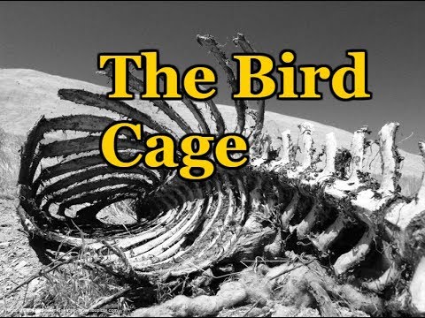 The Bird Cage