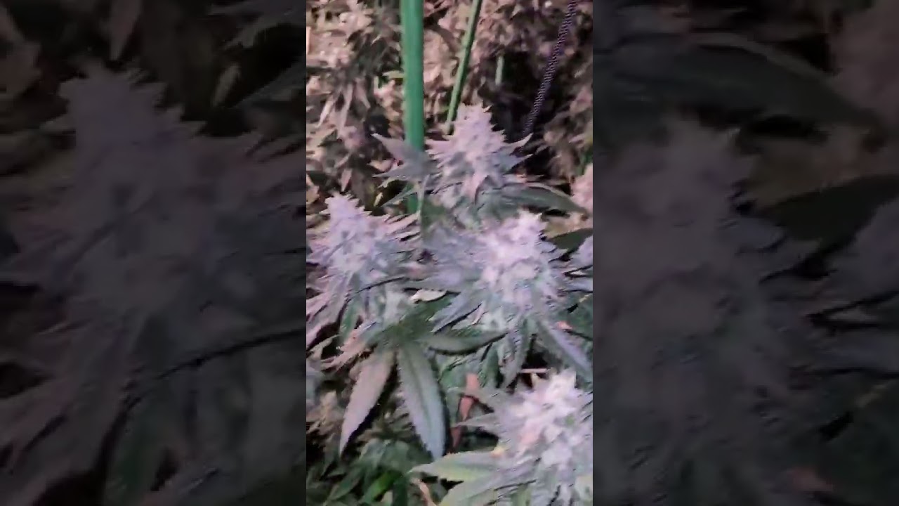 ✨Witness the magic of  Medic Grow Fold-800 Plus in action! 