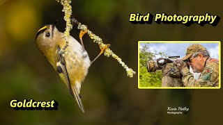 Bird Photography Goldcrest