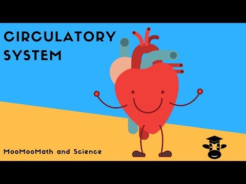 How blood flows through the body-The Circulatory System