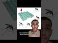 Você queima caixa de ovo pra espantar mosquitao? 🥚🦟 #curiosidades #humor #mosquito #ovo #study