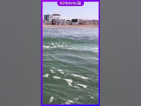 Дельфин под водой - YouTube