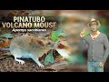 Ang muling pagkadiskubre sa Pinatubo Volcano Mouse | Kaunting Kaalaman