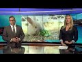 Officials warn that rabbit infestation at Vegas mental health clinic is a health hazard