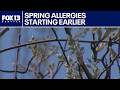 Tree pollen surges early as warmer winter fuels allergy season | FOX 13 Seattle