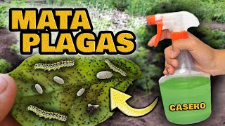 MATA Orugas, Pulgones, Cochinillas, Hormigas y Moscas Blancas | Insecticida Casero para Plantas