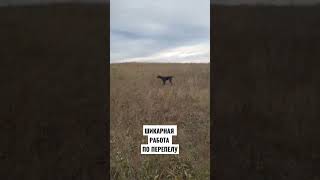 Натаска дратхаара по перепелу.#quailhunting #pointingdog #huntingdog #дратхаар #deutschdrahthaar