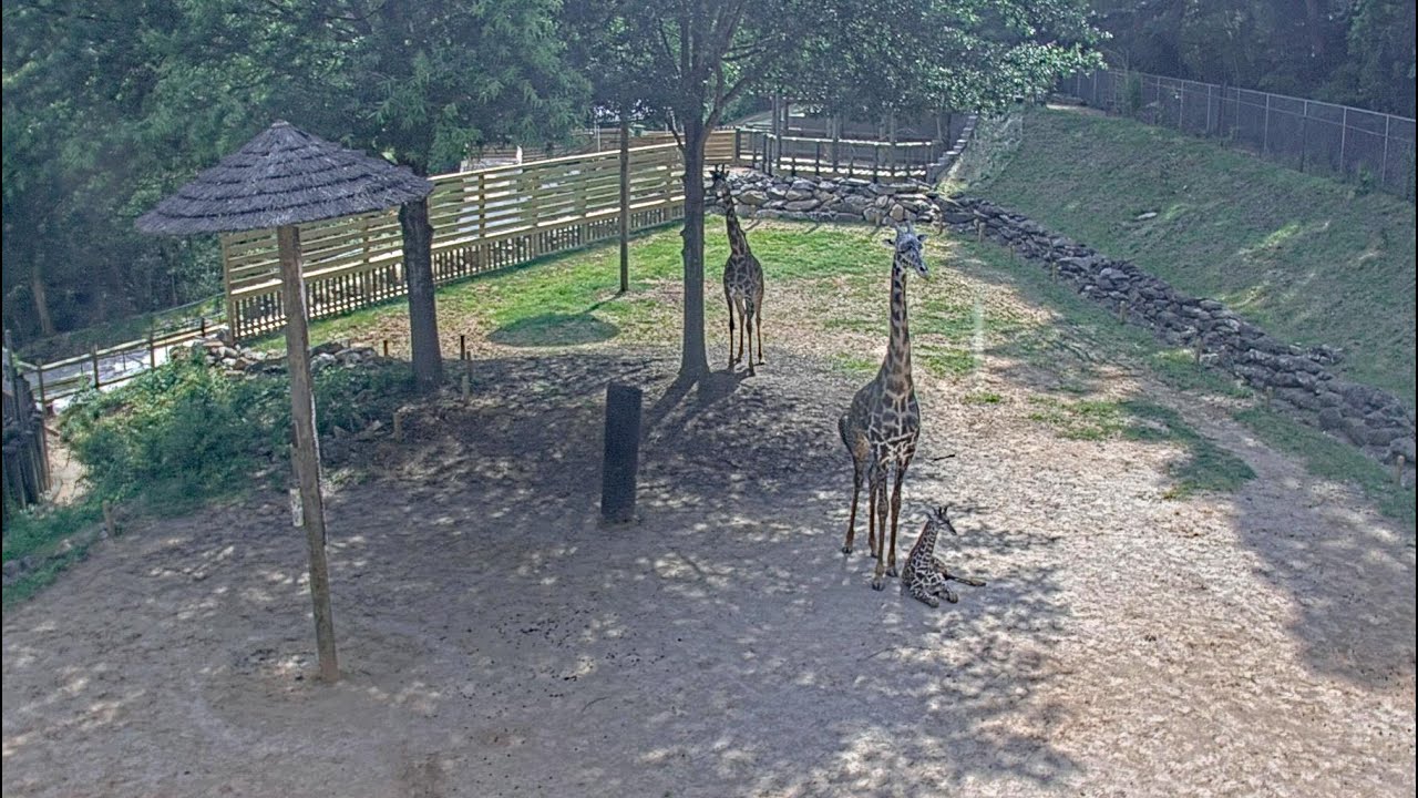 EarthCam Live:  Giraffe Paddock  Cam - Greenville, SC
