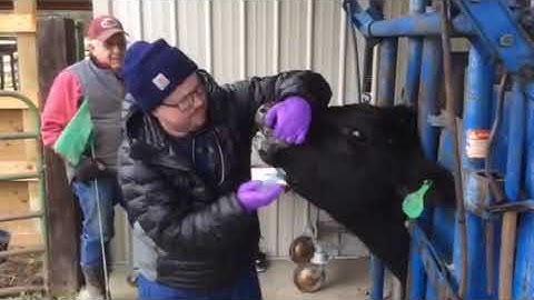 Cow dose syringe J. Riley Oglesby