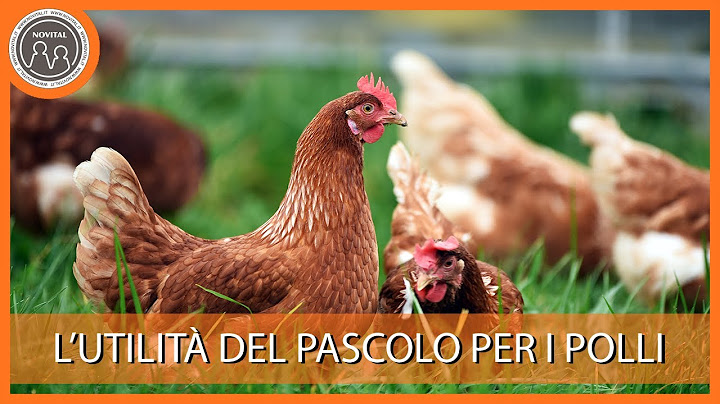 L'utilità del pascolo per i polli - Pillole di Avicoltura