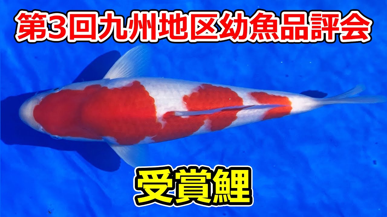 受賞鯉】第3回九州地区幼魚品評会 2025年4月6日 - YouTube