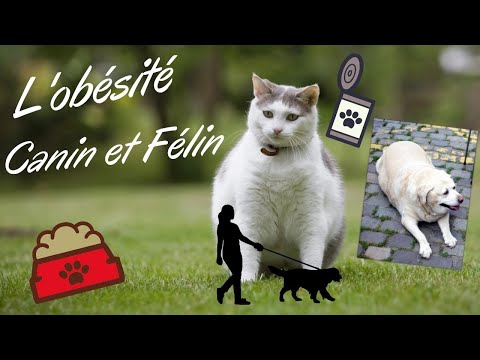 Vidéo: L'obésité chez les chats