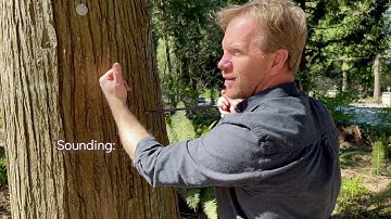 A Glimpse Inside a Tree With an Increment Borer