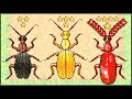 ЭВОЛЮЦИЯ ЖУКОВ! САМОЕ СИЛЬНОЕ СУЩЕСТВО Pocket Ants: Симулятор Колонии