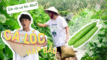 Đi ruộng bắt cá lóc đồng làm món cá lóc hấp bầu - Snakehead fish steamed elected | Mr Dé Channel